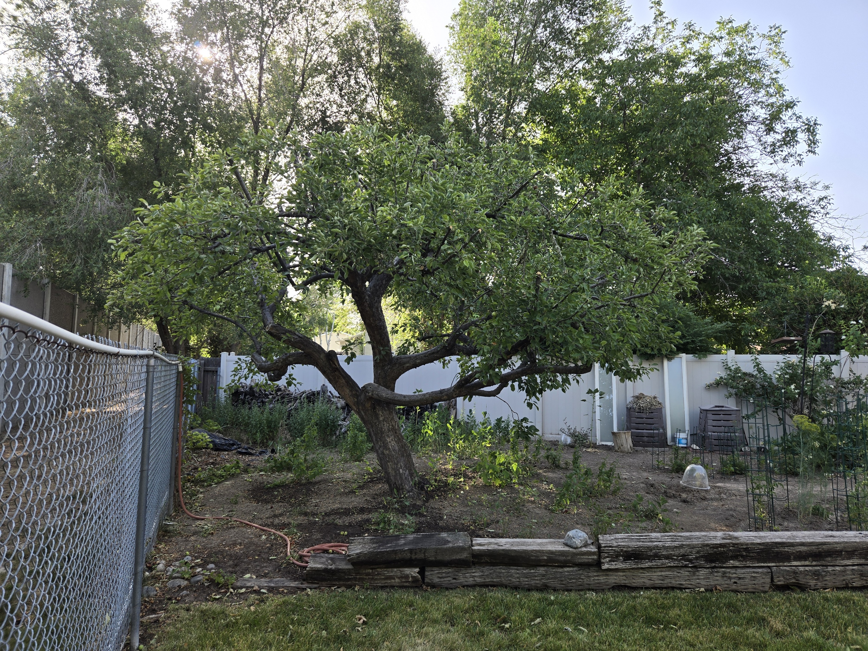 green-leafed tree at daytime