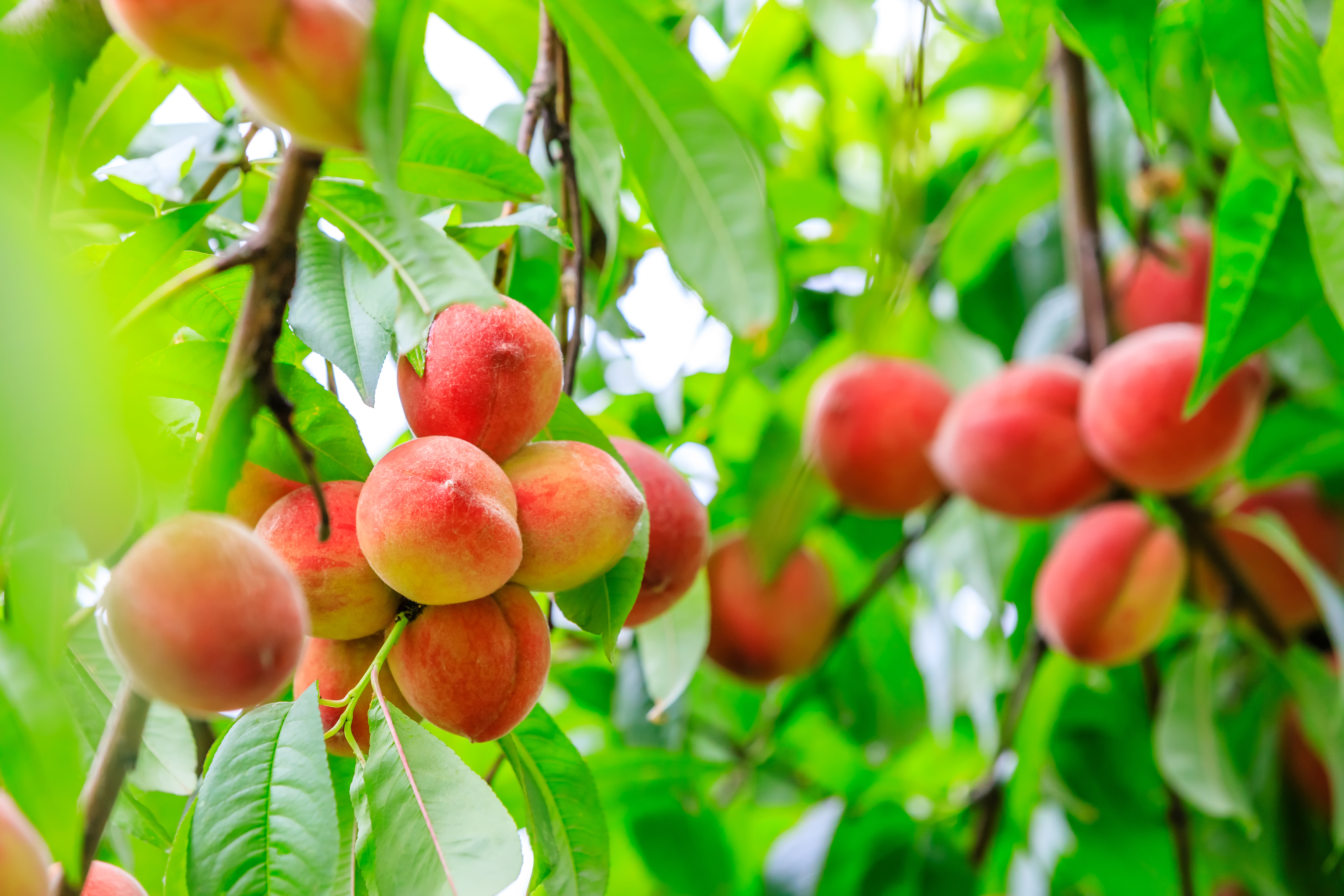 Tree cutting and Pruning
